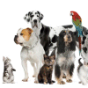 Dieren gedichten